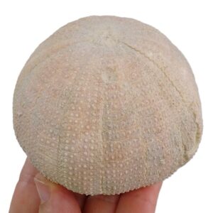 Schizechinus candeli