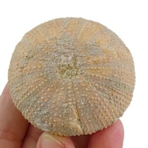 Schizechinus serialis