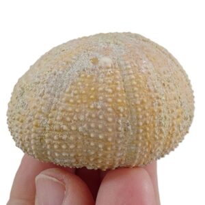 Schizechinus serialis
