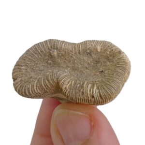 Pattalophyllia sinuosa