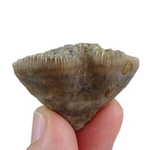 Pattalophyllia sinuosa