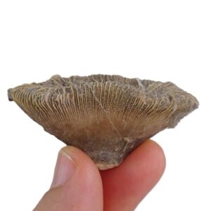 Pattalophyllia sinuosa