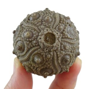 Rolliericidaris mauritanicus