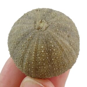Psephechinus daguini
