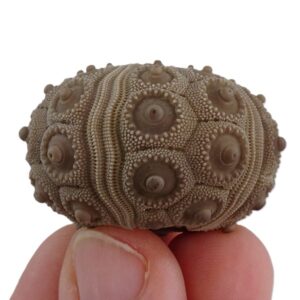 Temnocidaris (Stereocidaris) malum