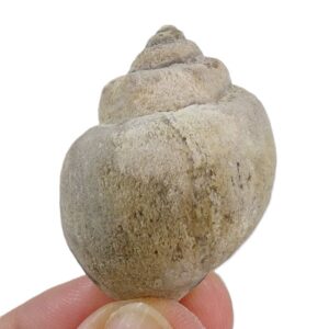 Amaurellina (Crommium) intermedia