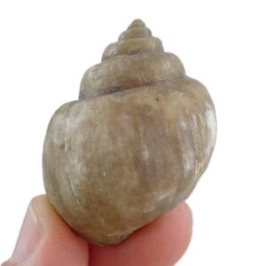 Amaurellina (Crommium) intermedia