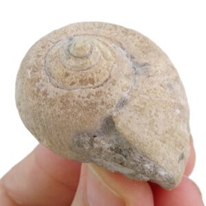 Amaurellina (Crommium) intermedia