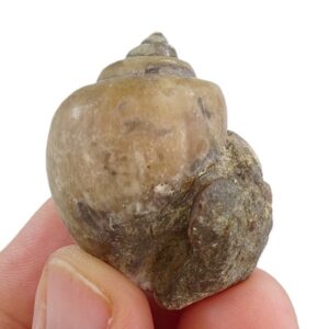 Amaurellina (Crommium) intermedia
