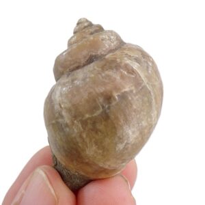 Amaurellina (Crommium) intermedia