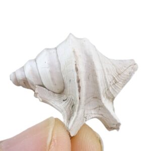 Aporrhais uttingeriana