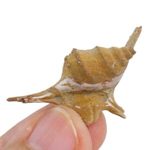 Aporrhais uttingeriana