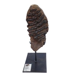 Mammuthus primigenius