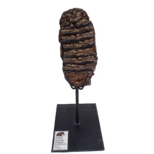Mammuthus primigenius