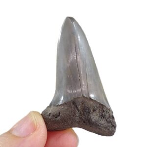 Carcharodon hastalis