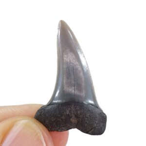 Carcharodon hastalis