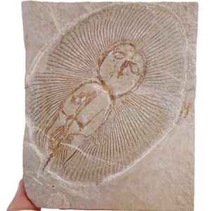 Cyclobatis oligodactylus