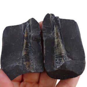 Orthocerida