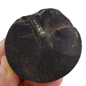 Orthocerida