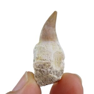 Halisaurus arambourgi