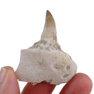 Halisaurus arambourgi