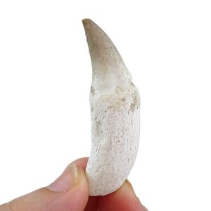 Halisaurus arambourgi