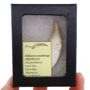 Halisaurus arambourgi