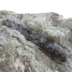 Enallocrinus sp.