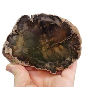 Araucarioxylon sp.