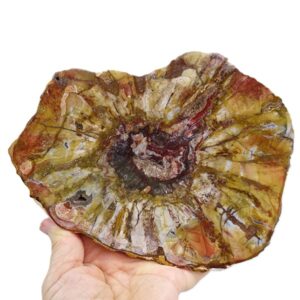 Araucarioxylon sp.