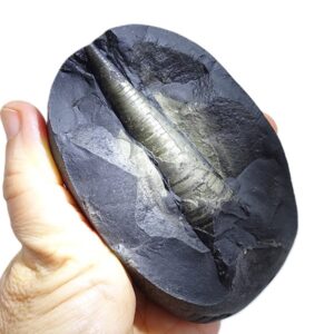 Orthocerida