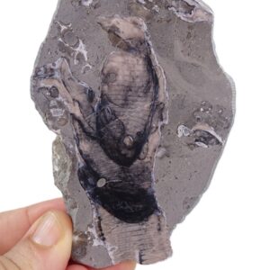 Apiocrinus sp.