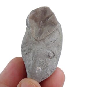 Goniophyllum pyramidale