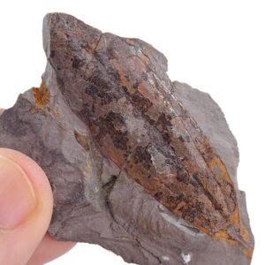 Cinnamomium spectabile