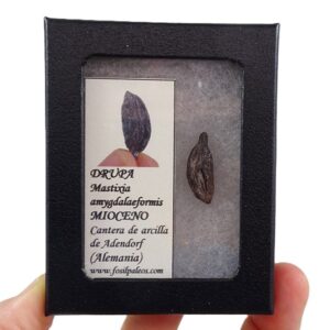 Mastixia amygdalaeformis