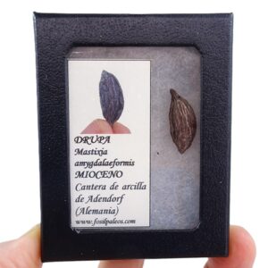 Mastixia amygdalaeformis