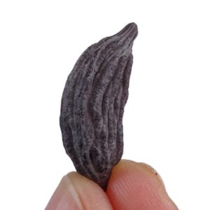 Mastixia amygdalaeformis