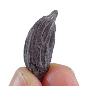 Mastixia amygdalaeformis