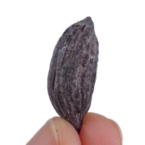 Mastixia amygdalaeformis