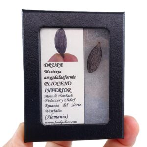 Mastixia amygdalaeformis