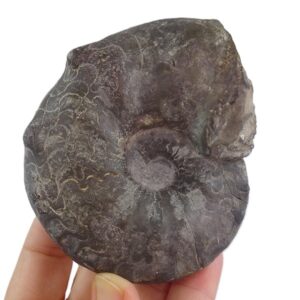 Ceratites nodosus