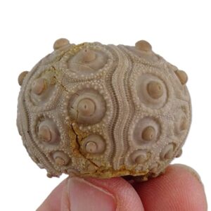 Balanocidaris glandifera  VENDIDO