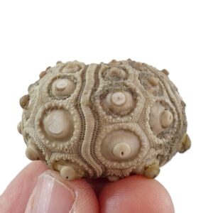 Balanocidaris glandifera  VENDIDO