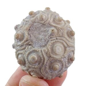 Balanocidaris glandifera  VENDIDO