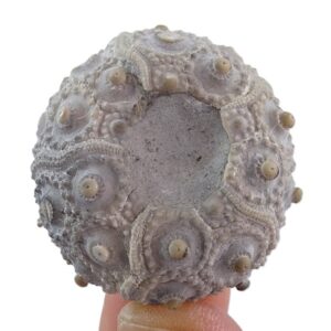Paracidaris florigemma