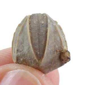 Pentremites tulipaformis