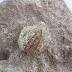 Pentremites sp.