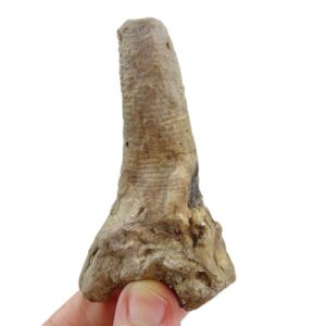 Liliocrinus polydactylus