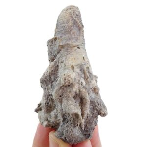 Liliocrinus polydactylus