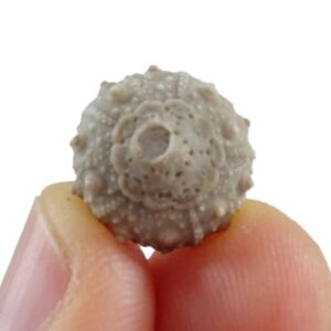 Leptosalenia prestensis
